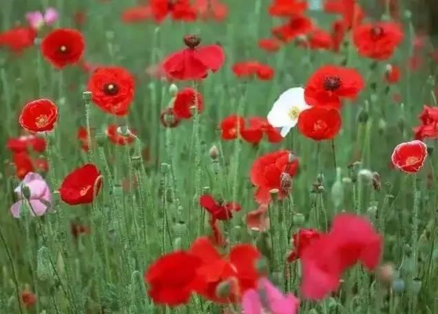 認(rèn)識(shí)植物：這些常見的園林植物你認(rèn)識(shí)嗎？