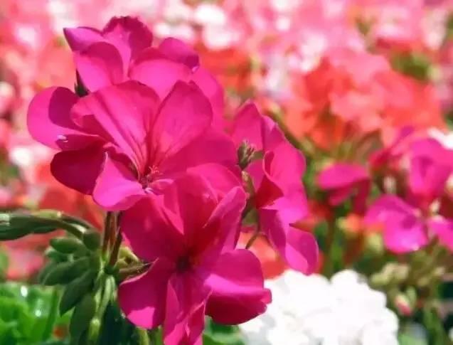 認(rèn)識(shí)植物：這些常見的園林植物你認(rèn)識(shí)嗎？