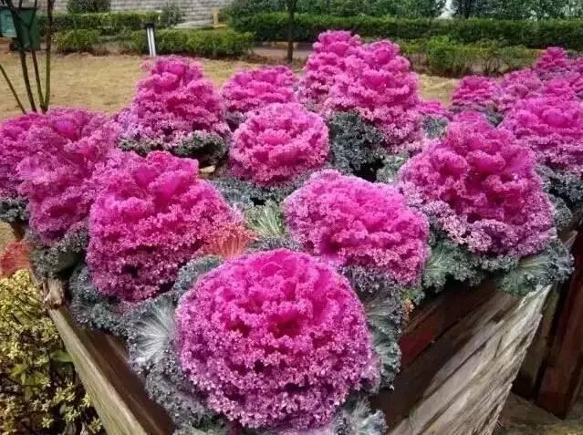 認(rèn)識(shí)植物：這些常見的園林植物你認(rèn)識(shí)嗎？