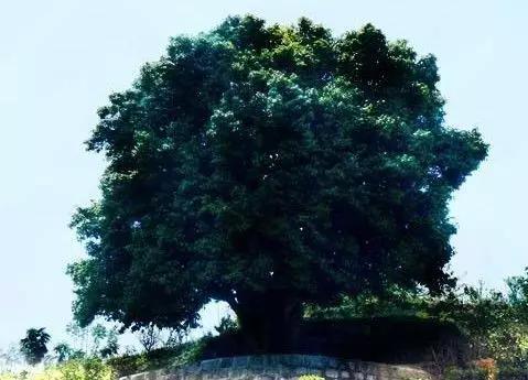 飲茶品茗，欣賞茶樹(shù)盆景