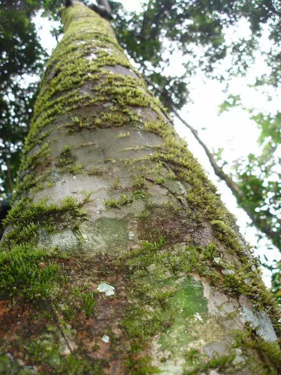 飲茶品茗，欣賞茶樹(shù)盆景