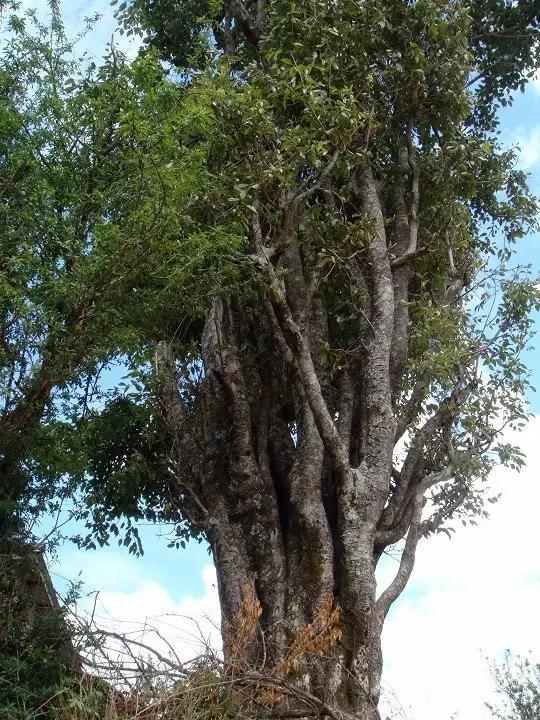 飲茶品茗，欣賞茶樹(shù)盆景