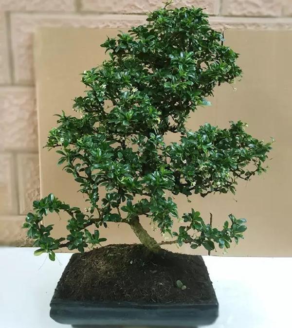 飲茶品茗，欣賞茶樹(shù)盆景