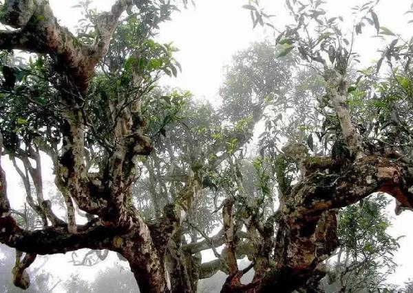 飲茶品茗,欣賞茶樹盆景