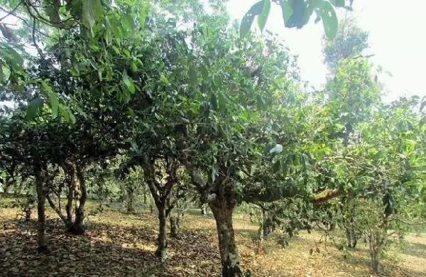 飲茶品茗,欣賞茶樹盆景