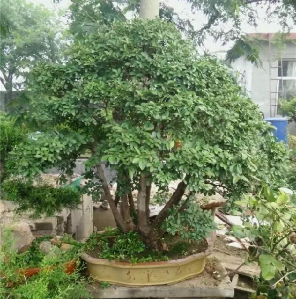 飲茶品茗,欣賞茶樹盆景