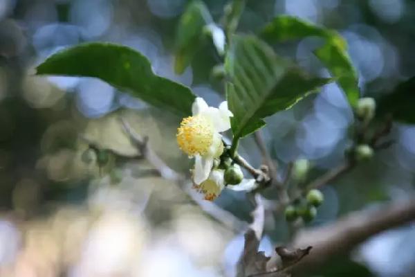 飲茶品茗，欣賞茶樹盆景
