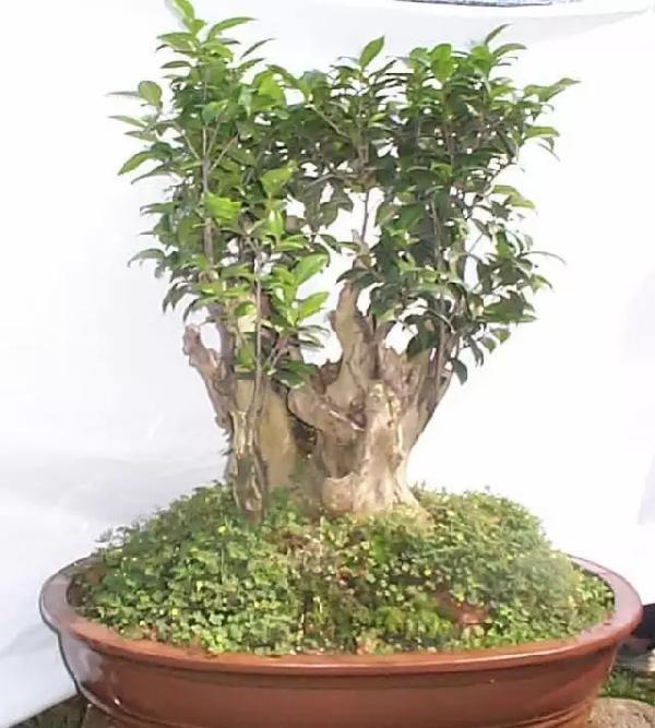 飲茶品茗，欣賞茶樹盆景