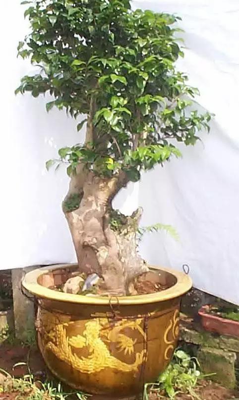 飲茶品茗，欣賞茶樹盆景