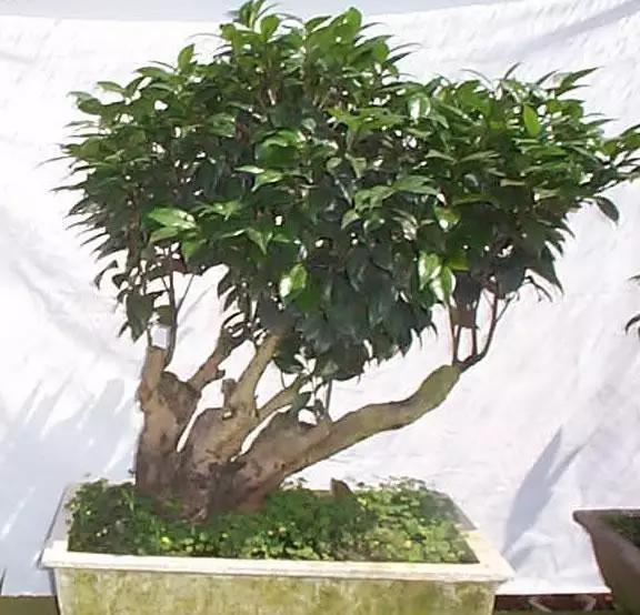 飲茶品茗，欣賞茶樹盆景