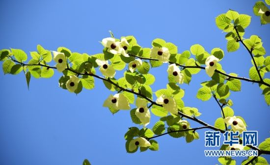 湖南:“植物大熊貓”珙桐花開花