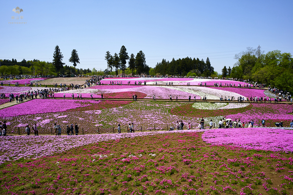 驚艷的日本羊山公園芝櫻