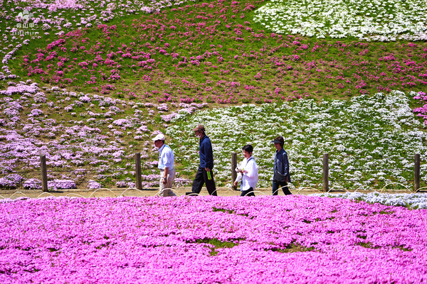 驚艷的日本羊山公園芝櫻