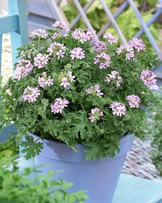 夏天家里養這些植物好看有驅蚊