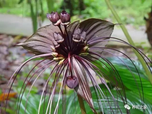 世界上最稀有的花卉顏色