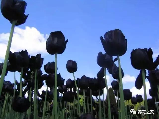 世界上最稀有的花卉顏色