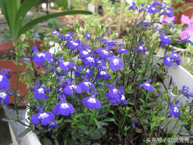 適合花壇盆栽造景的植物六倍利
