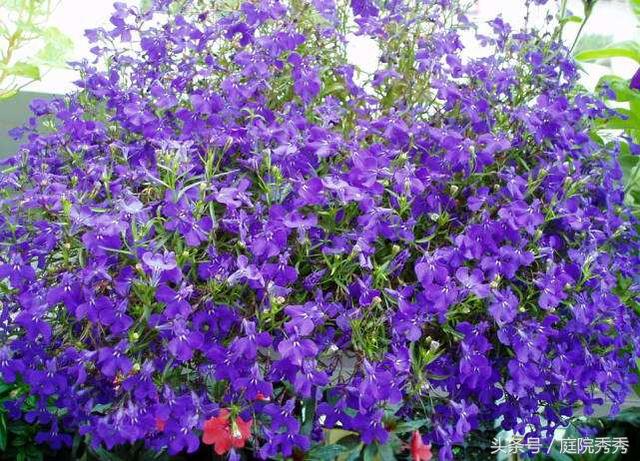 適合花壇盆栽造景的植物六倍利