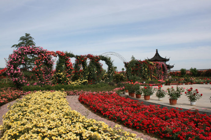 南陽(yáng)以花為媒連通世界 苗木出口總量占全國(guó)70%以上