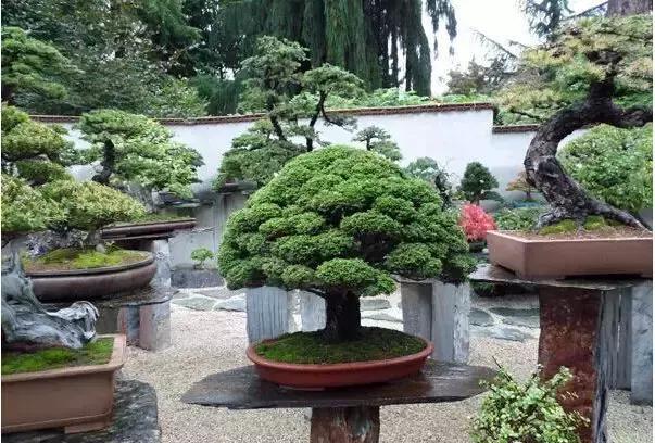 盆景——從園林中走出來的造型藝術