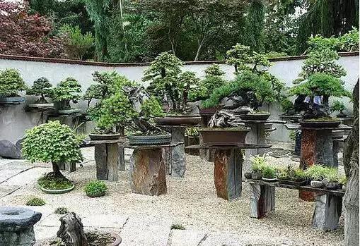 盆景——從園林中走出來的造型藝術