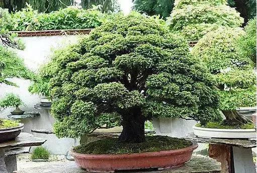 盆景——從園林中走出來的造型藝術