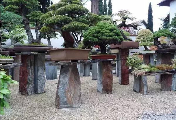 盆景——從園林中走出來的造型藝術