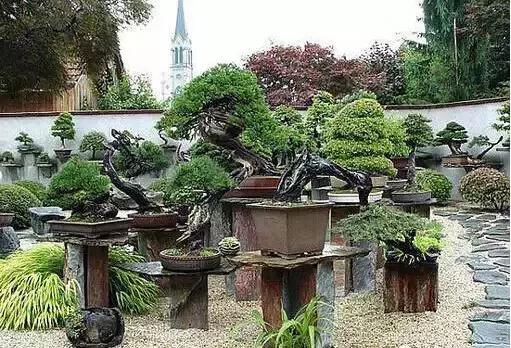 盆景——從園林中走出來的造型藝術