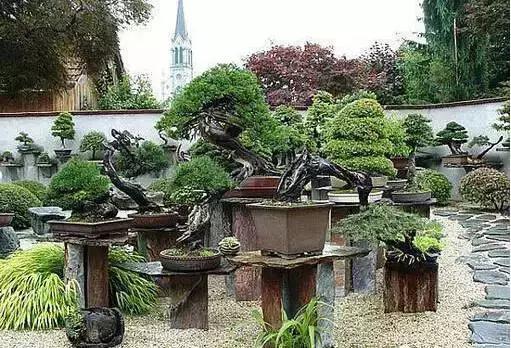 盆景——從園林中走出來的造型藝術(shù)