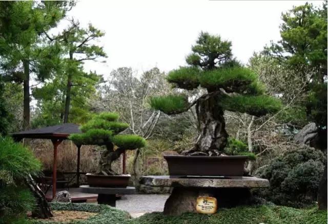 盆景——從園林中走出來的造型藝術(shù)