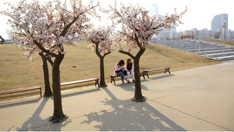 韓國最貴的公園-汝矣島漢江公園