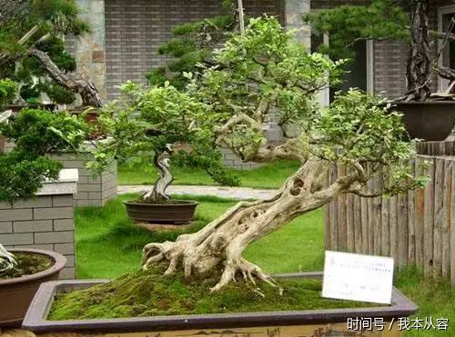 盆景的四大名樹令人愛不釋手