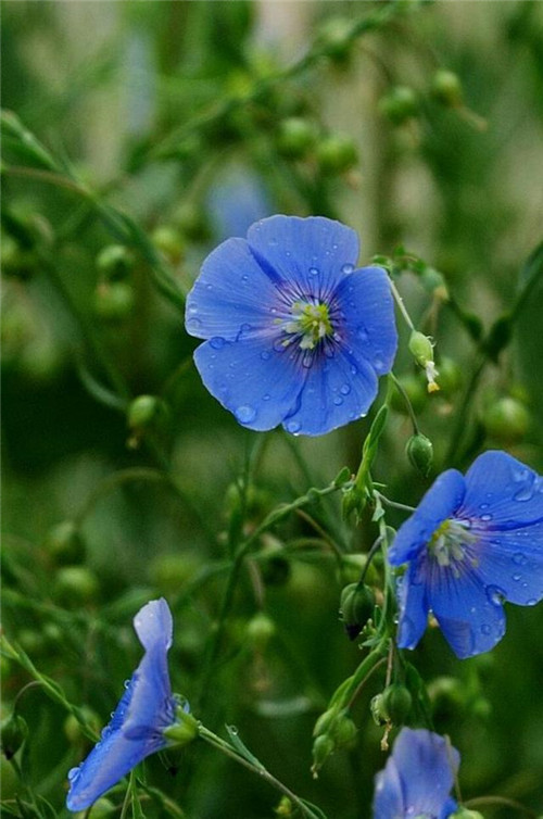 美得令人驚艷的藍色花卉