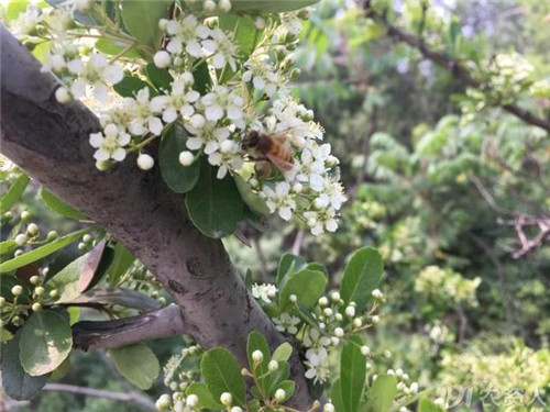 火棘：既能入藥又能充饑的植物