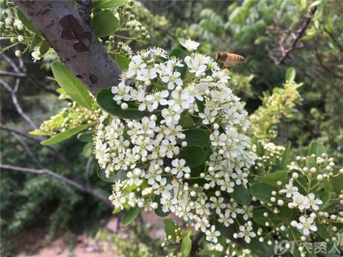 火棘：既能入藥又能充饑的植物