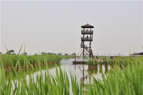 鳥類天堂——河北唐山曹妃甸濕地