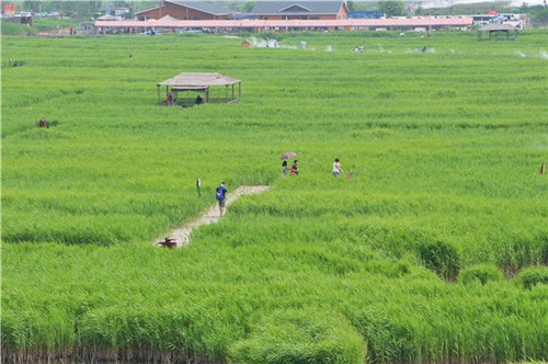 鳥類天堂——河北唐山曹妃甸濕地