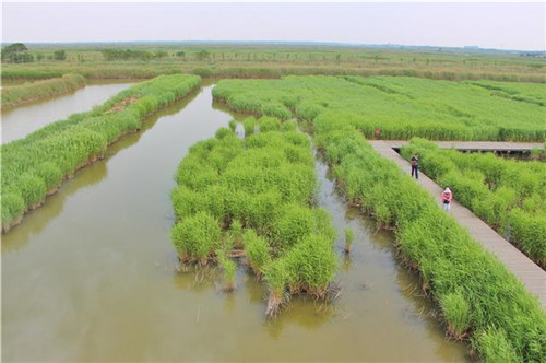 鳥類天堂——河北唐山曹妃甸濕地