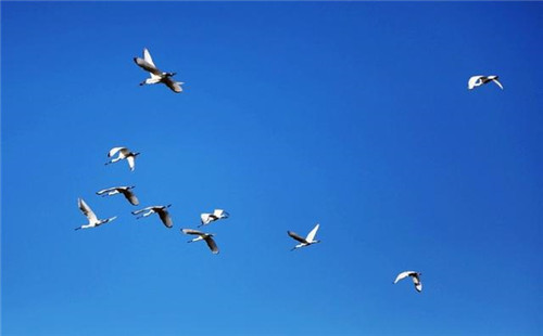 西班牙世外桃源——多南那國家公園