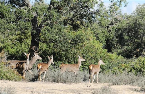 西班牙世外桃源——多南那國家公園