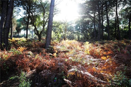 西班牙世外桃源——多南那國家公園