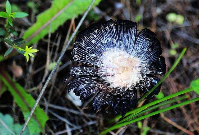 西班牙世外桃源——多南那國家公園