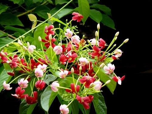 尤如君子謙謙之品格,使君子