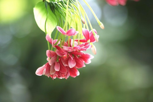 尤如君子謙謙之品格,使君子