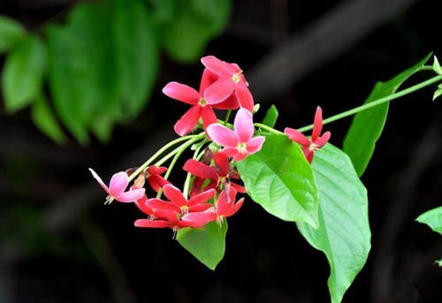 尤如君子謙謙之品格,使君子