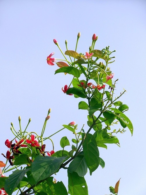 尤如君子謙謙之品格,使君子