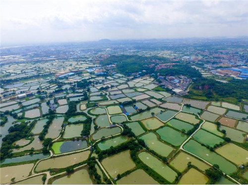 航拍佛山濕地公園 邂逅自然之美