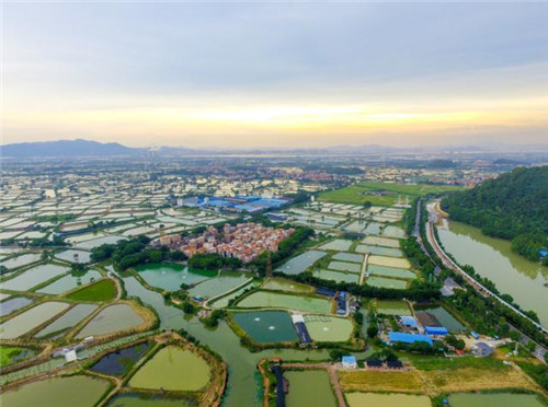 航拍佛山濕地公園 邂逅自然之美