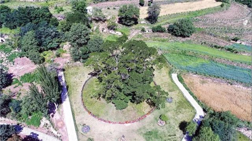 甘肅平涼崇信縣四棵神奇古樹