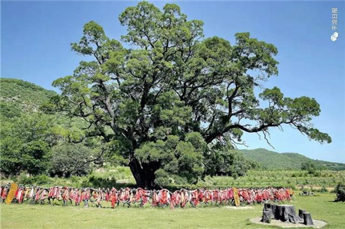 甘肅平涼崇信縣四棵神奇古樹